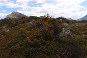 TEH® Sport-Support - Kräuteranwendungen  für Sport, Ausdauer und Regeneration